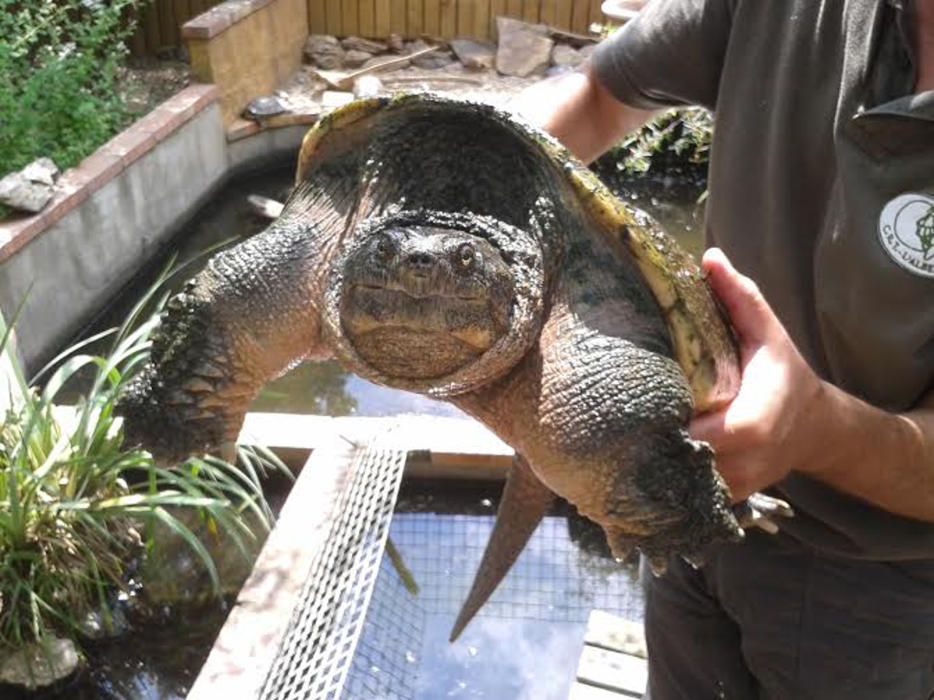 Capturen una tortuga a l’Estany de Banyoles que era un perill