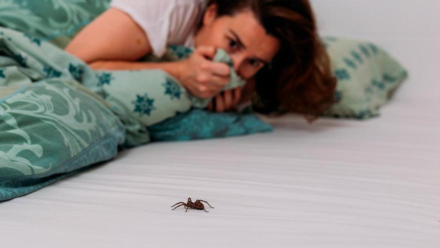 Cómo eliminar las arañas de casa: el truco definitivo