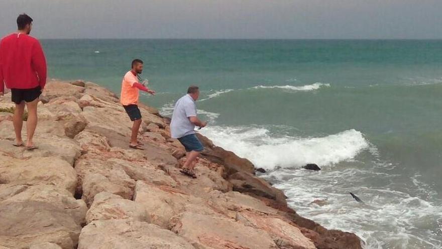 Varias personas observan al animal, junto a las rocas.