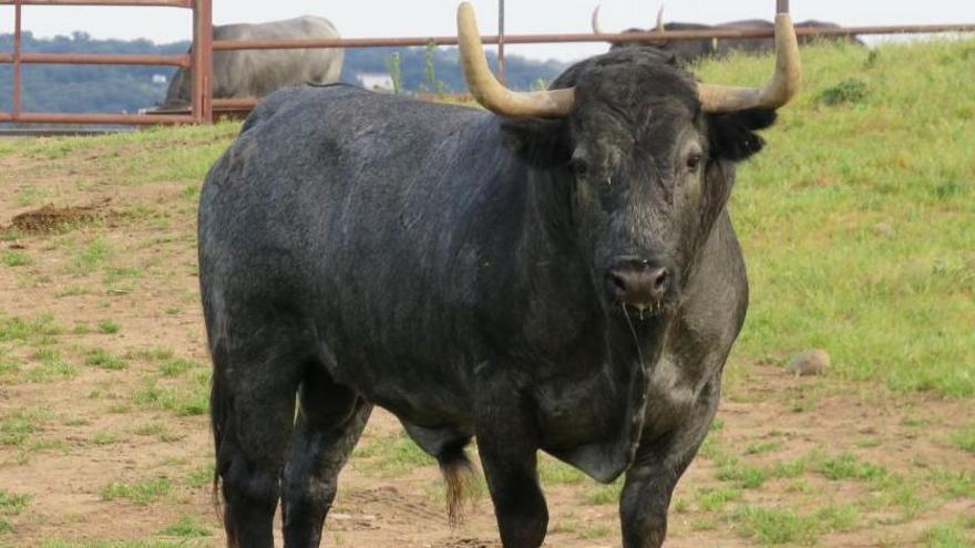 'Aviador' será uno de los grandes reclamos de las fiestas de la Misericòrdia de Burriana.