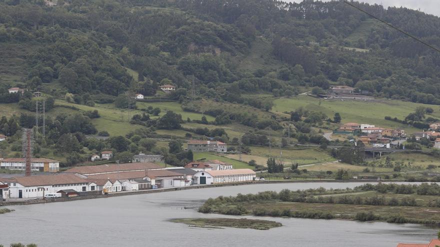 La alta mortalidad de pequeños crustáceos eleva la inquietud sobre la situación de la ría de Villaviciosa: "Puede ser un indicador de alteraciones en el ecosistema"