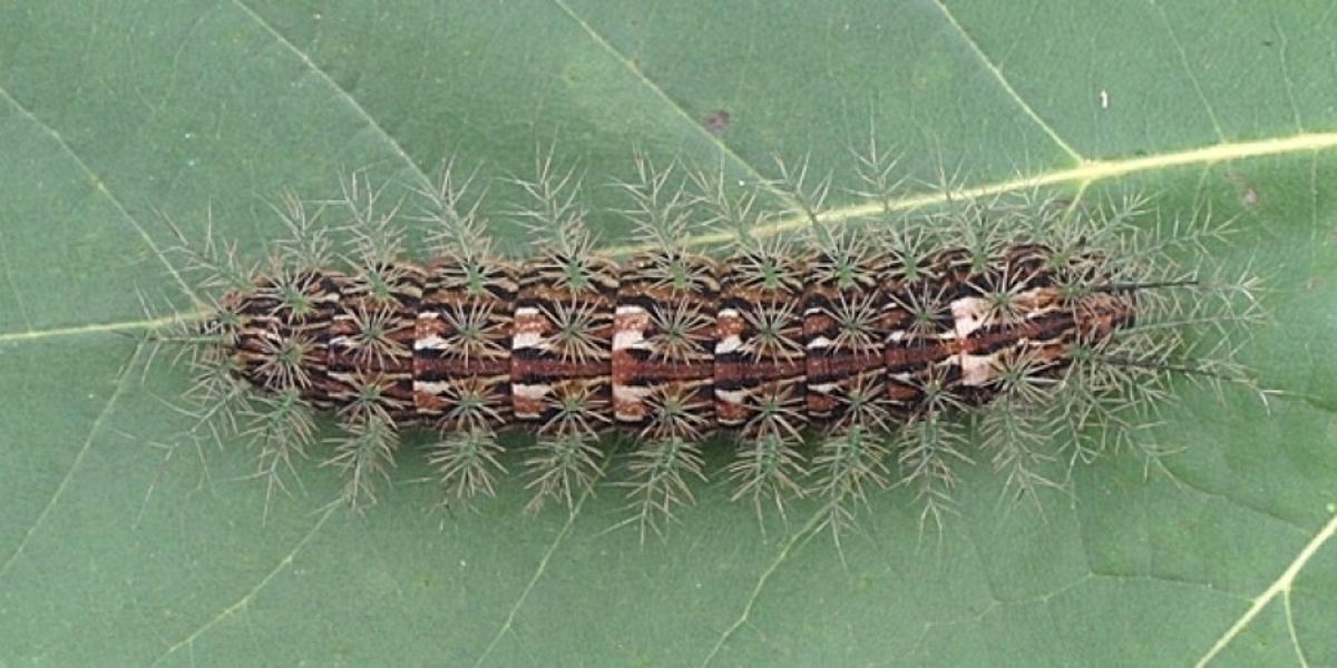 El Gusano de la muerte (Lonomia obliqua) es uno de los animales más mortíferos del mundo