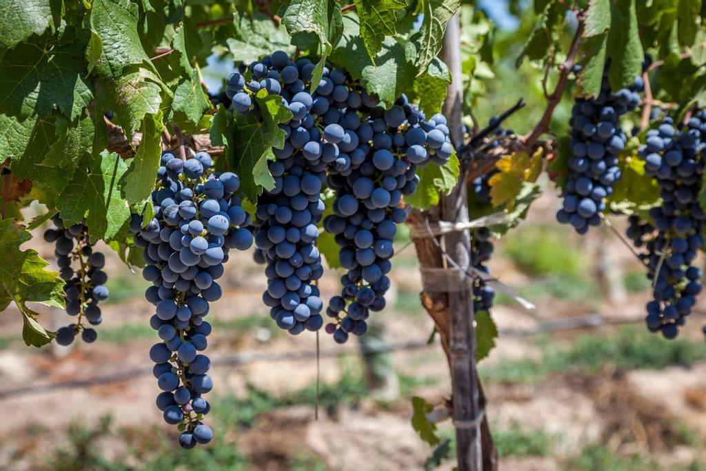 Las uvas son parte de la identidad chilena