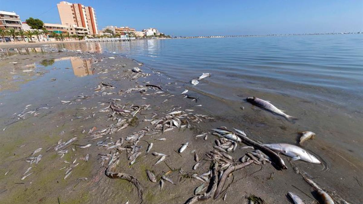 Peces muertos en el Mar Menor.