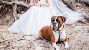 Perro en una boda 