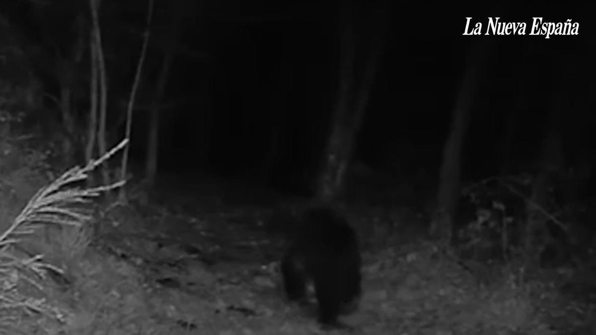 VÍDEO: El oso vuelve a visitar la finca del líder del PP en Cangas del Narcea