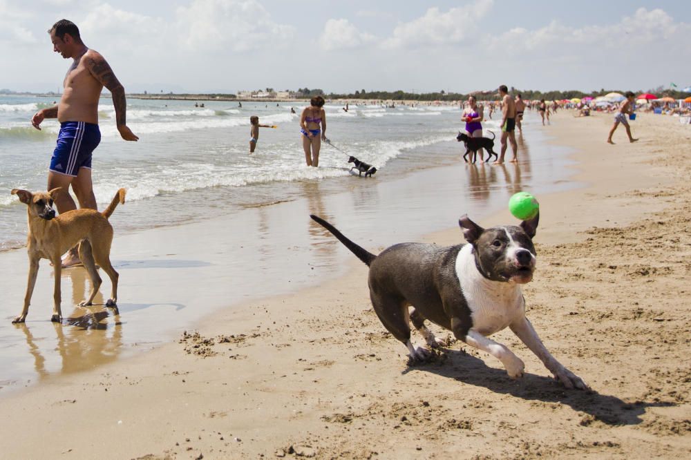 La playa para perros de Pinedo, a reventar