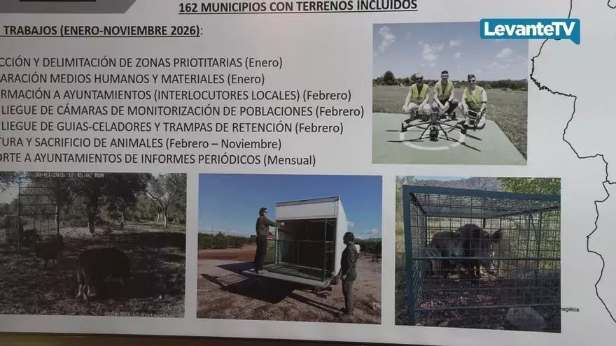 La Generalitat captura más de 5.300 jabalíes en diferentes comarcas valencianas