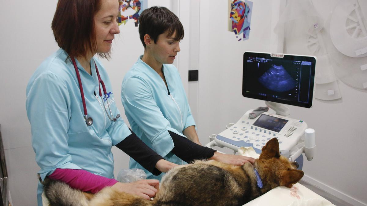 Ecografía a una perra en M&amp;D Veterinaria