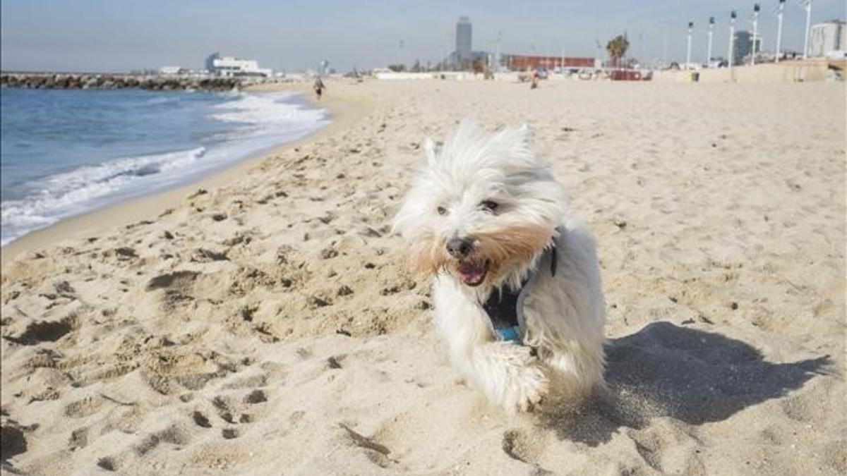 Perros en la playa de Llevant