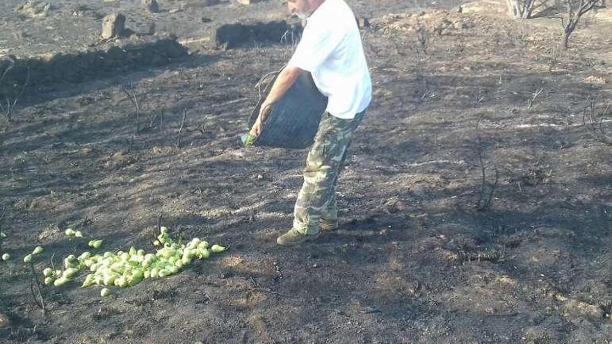 Un cazador reparte fruta para que coman las especies cinegéticas .