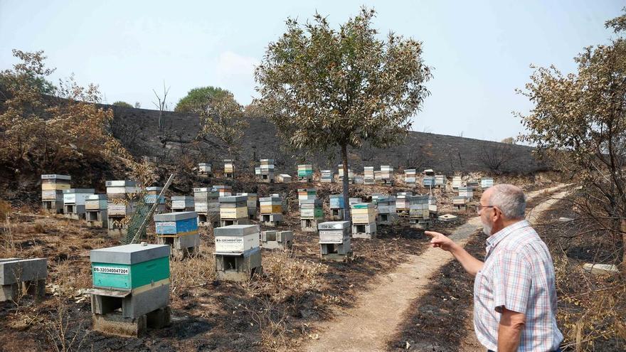 La mortandad de abejas enciende las alarmas en Galicia: llaman a instalar trampas contra las velutinas para salvar esta temporada de miel