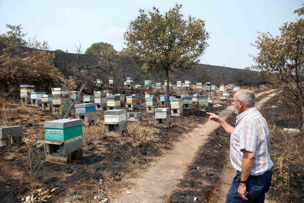 Algunas abejas de zonas devastadas por el fuego del pasado verano fueron trasladas a otros bosques.