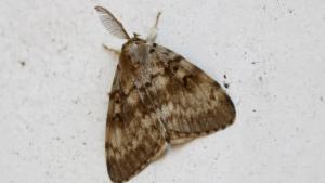 zentauroepp48896139 papallona190703111846