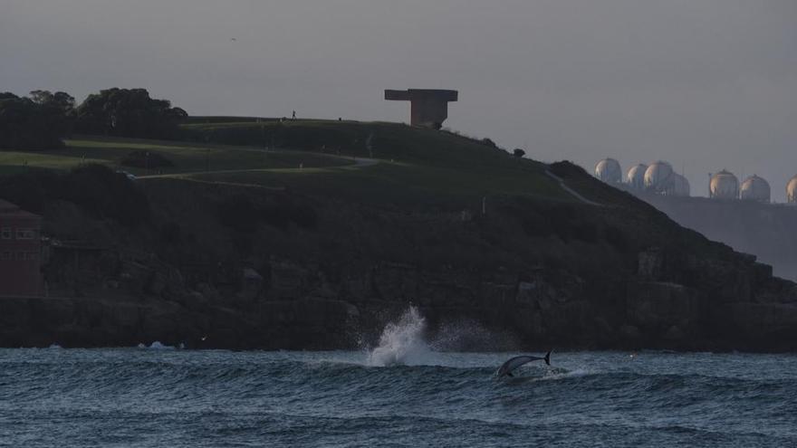 Delfines en la plaza de San Lorenzo en pleno invierno