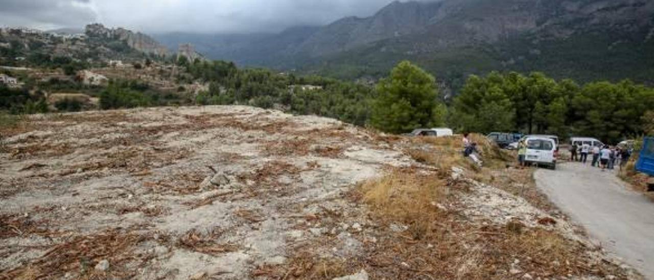 El Consell desembolsará 28 euros por cada almendro devastado por la Xylella