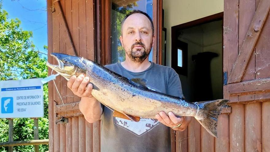Sale el campanu del Esva, uno de los más tardíos: 4,3 kilos y "mucha suerte viendo cómo está el río"