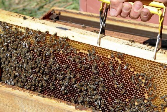 Pau Ixent Queralt und Biel Coll sind die einzigen Züchter von Bienenköniginnen auf der Insel. Ein Besuch auf den Wiesen von Son Berga bei Alaró