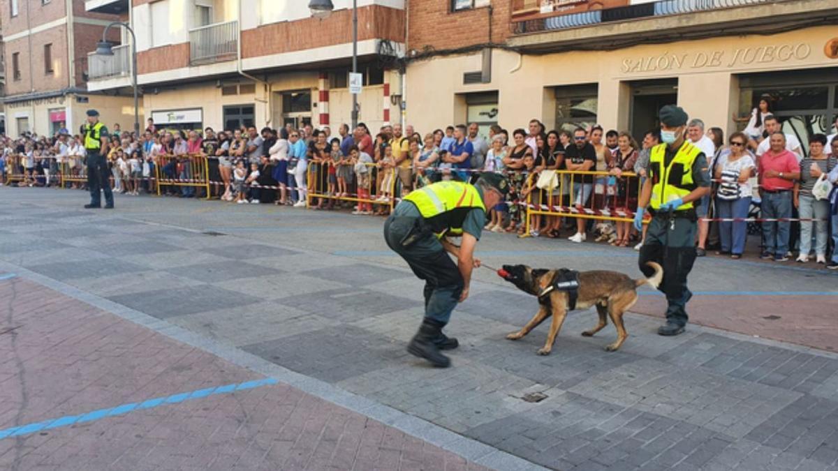 Parte del grupo cinológico en la Feria de Benavente, en la Plaza de la Madera. | E. P.