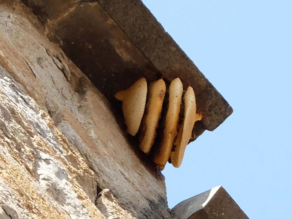 Ruscs d'abelles a la Basílica de Castelló d'Empúries