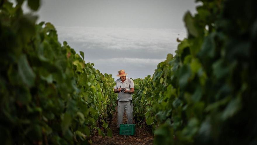 Vendimia y producción del vino en una finca de Bodegas Insulares de Tenerife