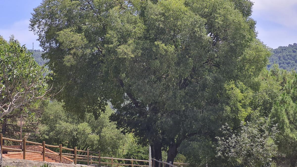 Lledoners monumentals a Balsareny.