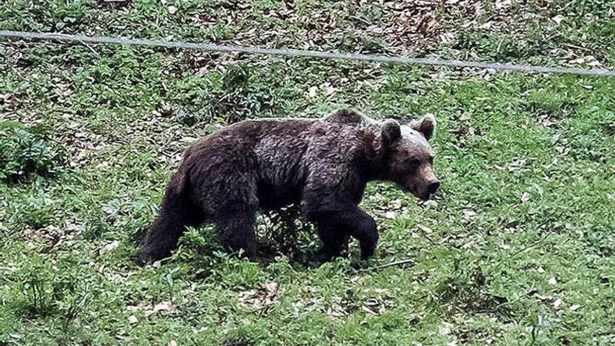 Un oso avistado en San Isidro, en Aller, este verano.