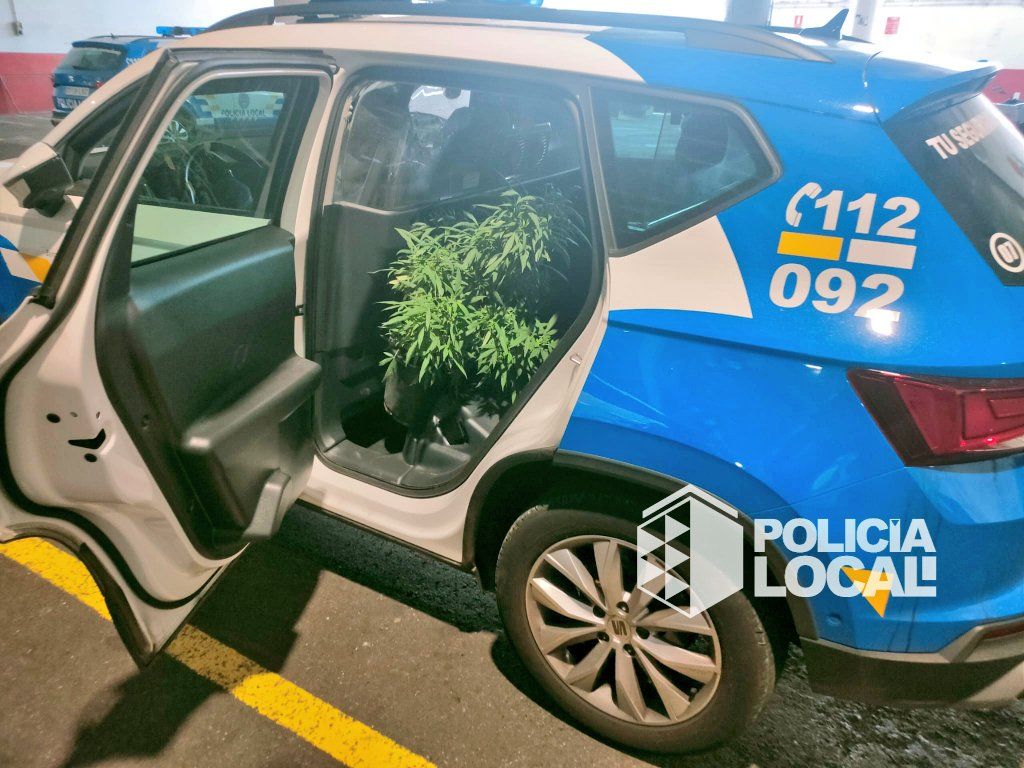 Planta de marihuana requisada por la Policía Local en un edificio de La Gallega