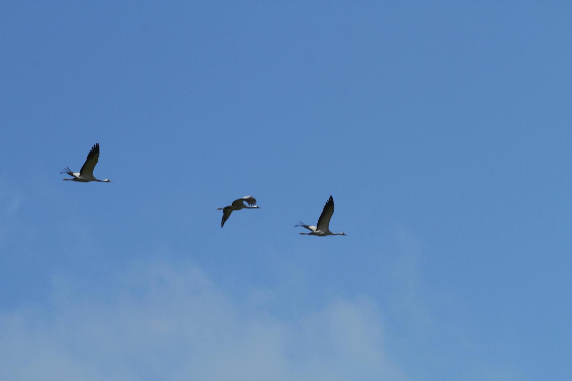 25.000 grullas levantan vuelo desde la alberca de Alboré