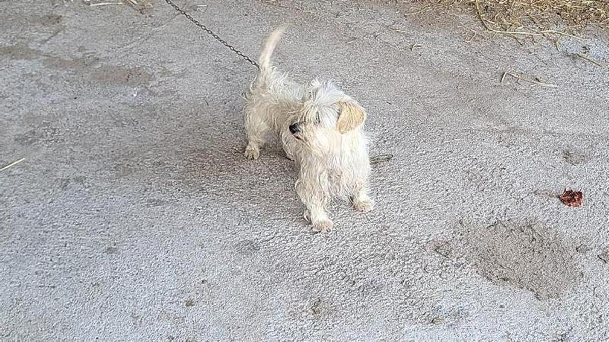 Tuca, en la ganadería