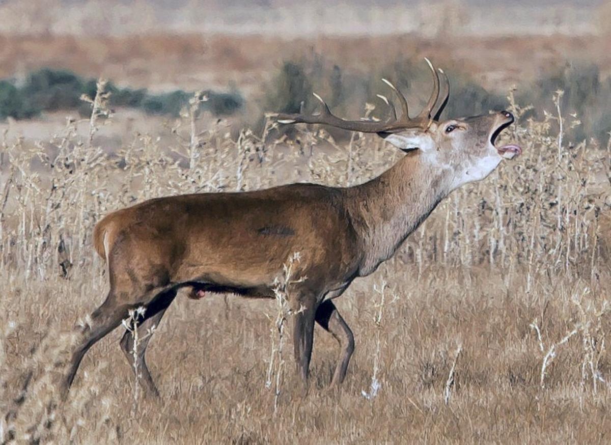 GRA149. HINOJOS (HUELVA), 15/10/2016.- Más de un millar de personas ha viajado este año al Parque Nacional de Doñana para asistir en director al espectáculo sonoro de la berrea de los ciervos, en un año en el que los responsables de esta iniciativas han notado un considerable aumento de estos animales en lugares como 'Coto del Rey'. EFE/Julián Pérez MÁS DE MIL PERSONAS ACUDEN A DOÑANA PARA LA BERREA CON AUMENTO DE CIERVOS MÁS DE MIL PERSONAS ACUDEN A DOÑANA PARA LA BERREA CON AUMENTO DE CIERVOS