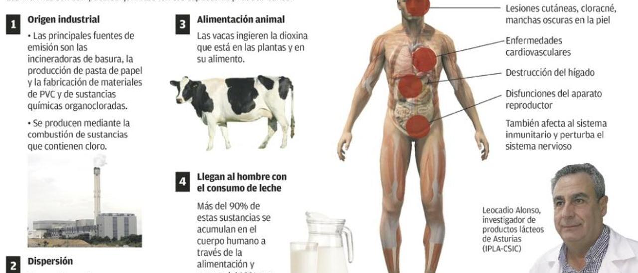 La leche asturiana, apenas contaminada, es la más sana de Europa, dice un estudio