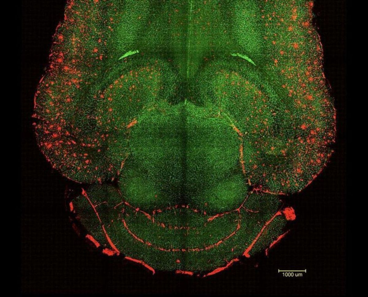 Científics de BCN i la Xina reverteixen l’Alzheimer en ratolins