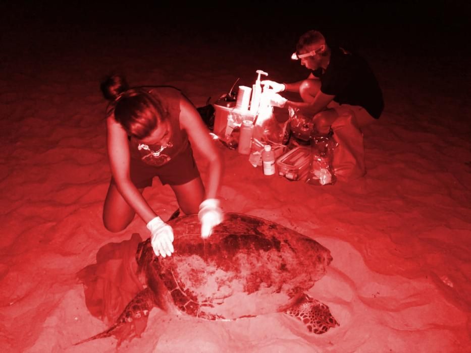 El ejemplar no ha desovado finalmente en la playa de Cala Capitana. Los biólogos han tomado muestras genéticas, han realizado una ecografía y le han colocado un gps.