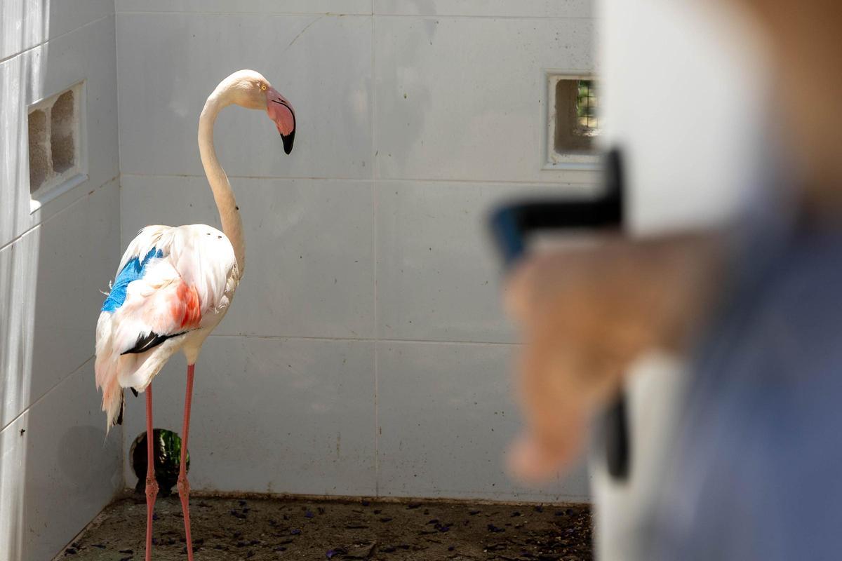El pasado año el Centro de Santa Faz atendió a un 26 % más de animales que en el ejercicio anterior