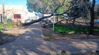 Los fuertes vientos causan daños en Morvedre: árboles caídos y mobiliario urbano afectado