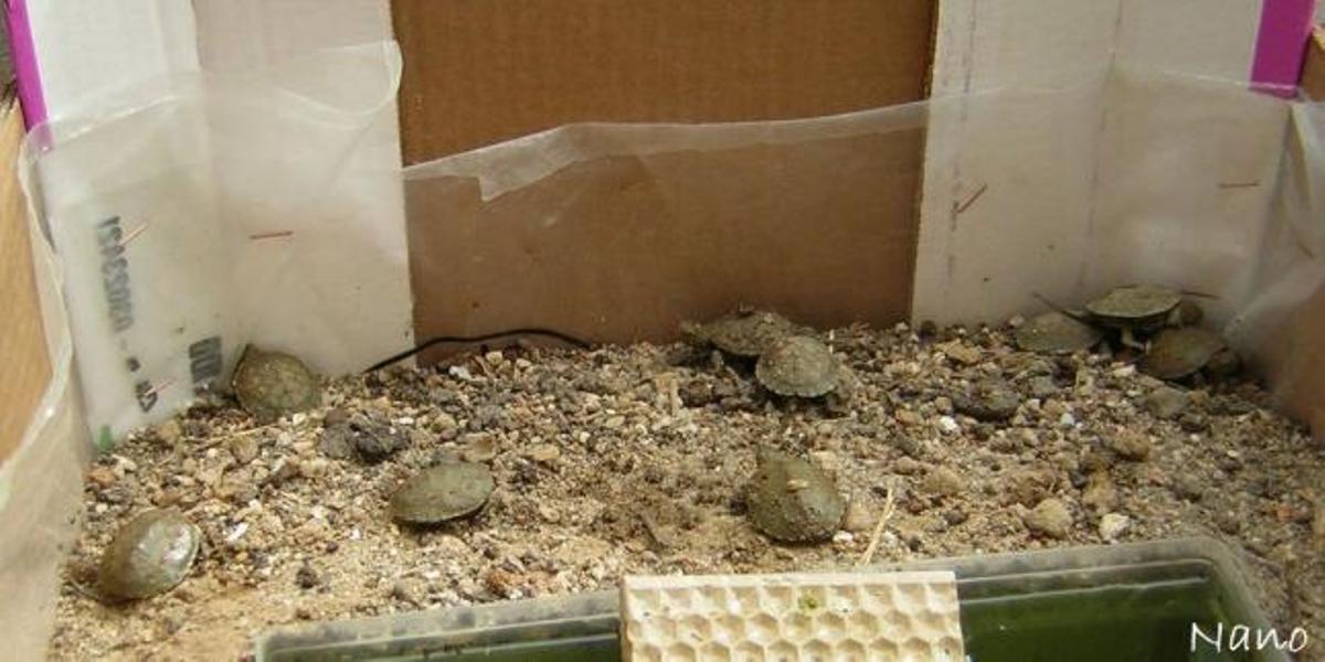 Galápagos en  el Duero