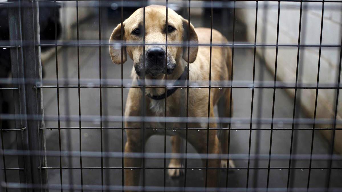 El maltrato animal y el abandono estarán prohibidos en España desde el próximo viernes.