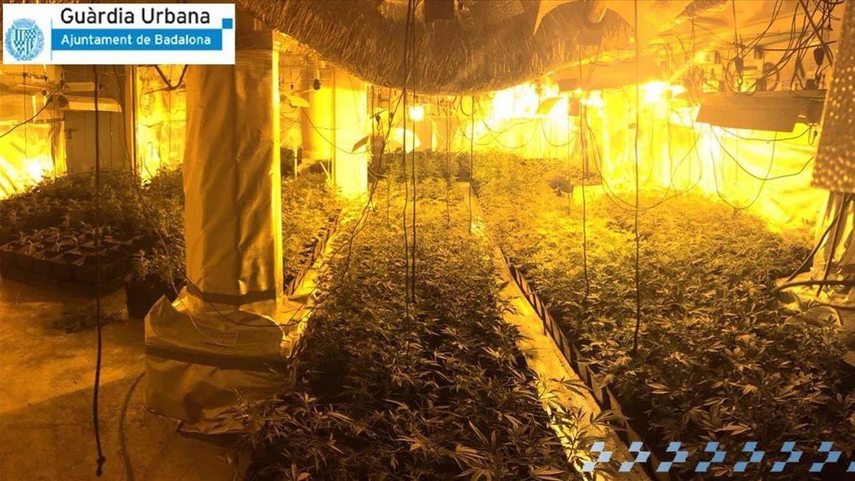 Desmantelada una plantación de marihuana en Badalona.