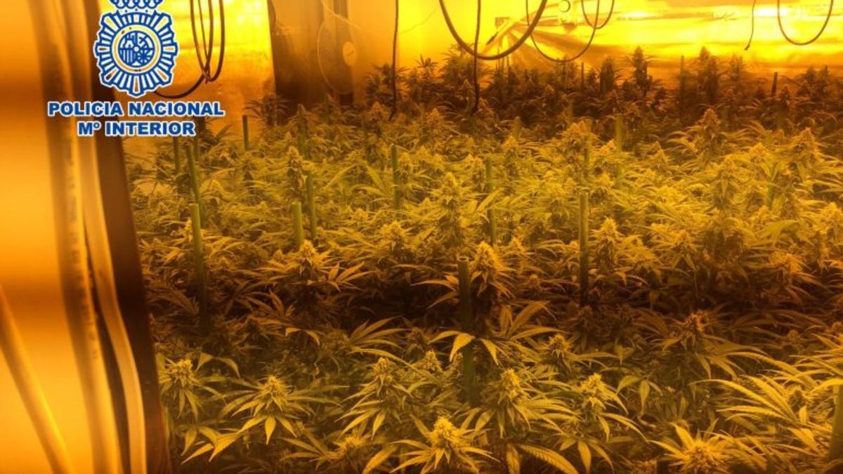 Detenida una pareja que vivía con sus hijos pequeños en una casa llena de plantas de marihuana