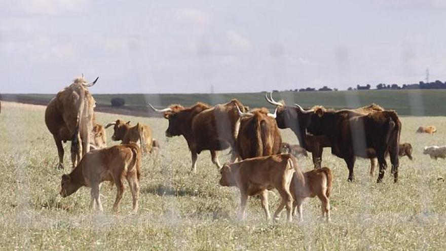 Vacas de la explotación con terneros en uno de los cercados.