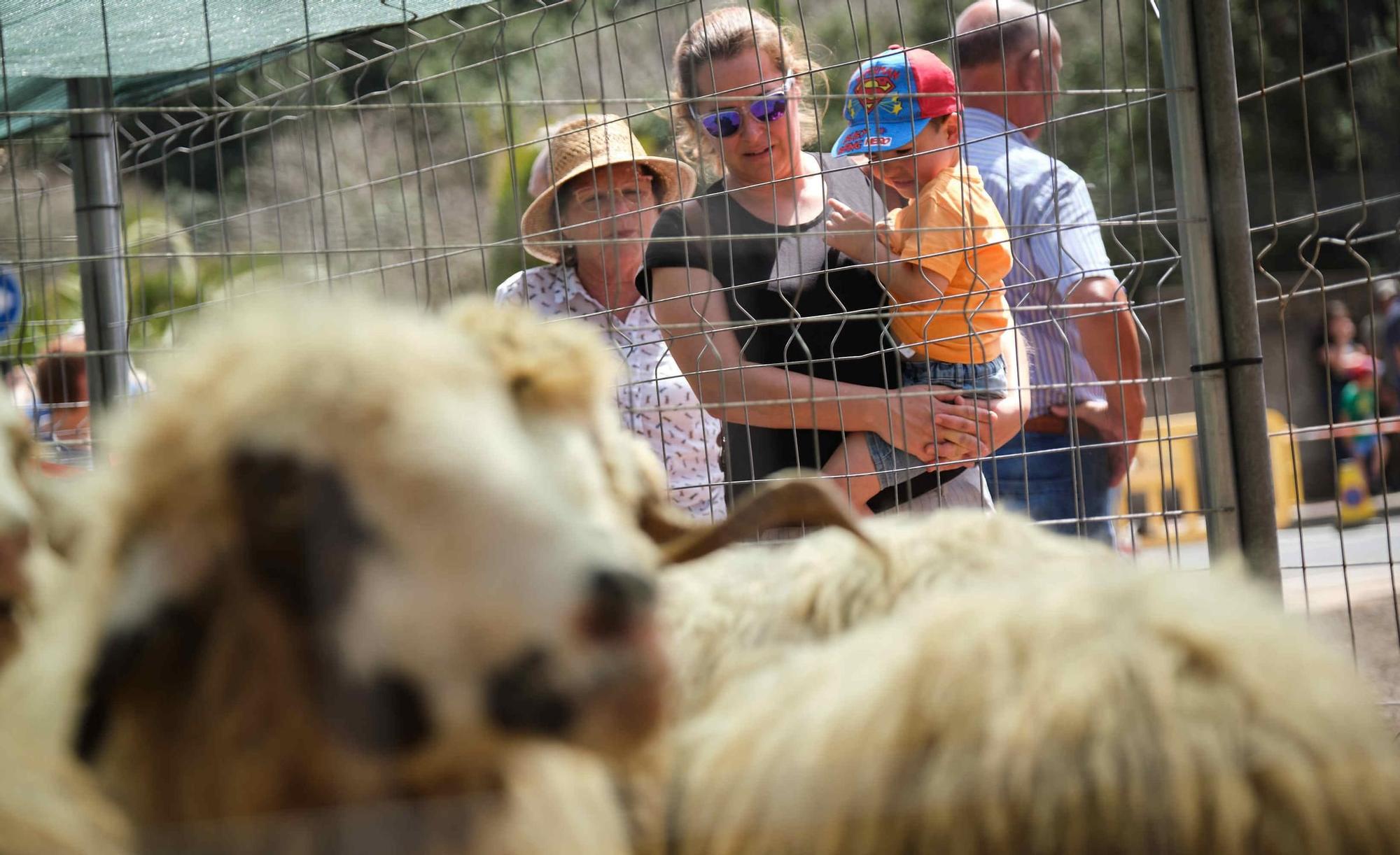 Feria de ganado en el Rosario