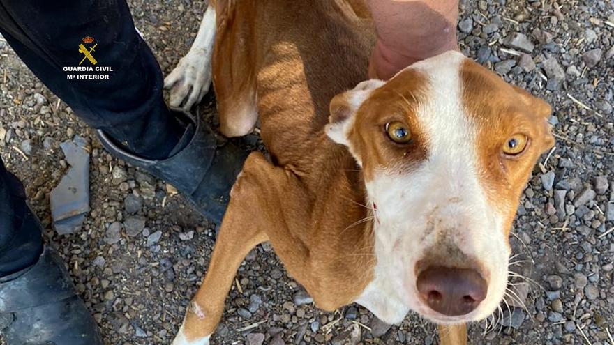 Dos detenidos por maltrato animal en Gran Canaria