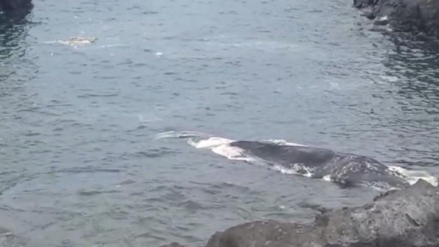 La causa de la muerte del cachalote varado en Tenerife fue el golpe del &#039;fast ferry&#039;