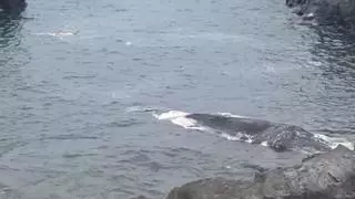 La causa de la muerte del cachalote varado en Tenerife fue el golpe del 'fast ferry'