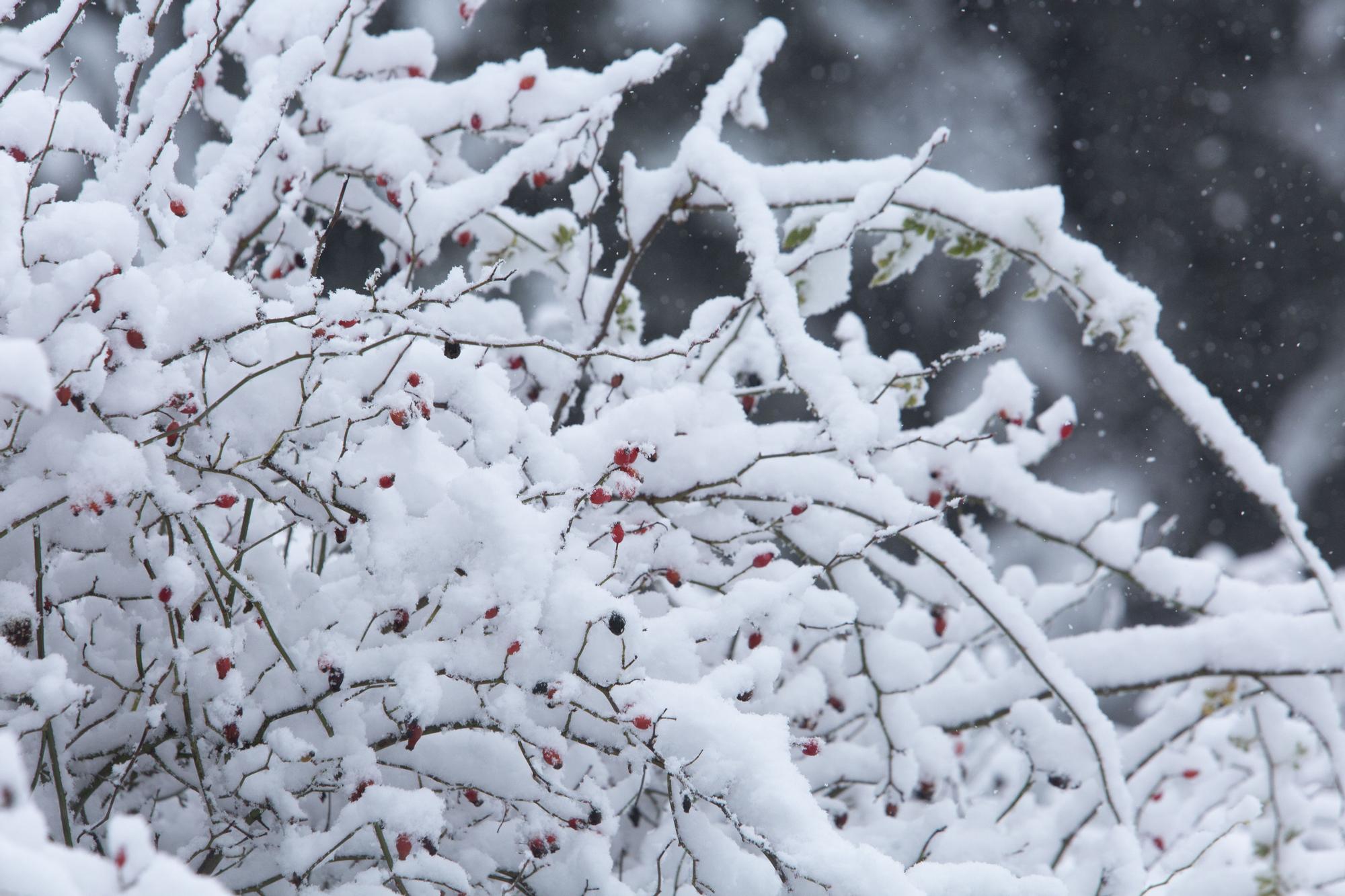 La primera nevada de la temporada en Castilla y León, en imágenes