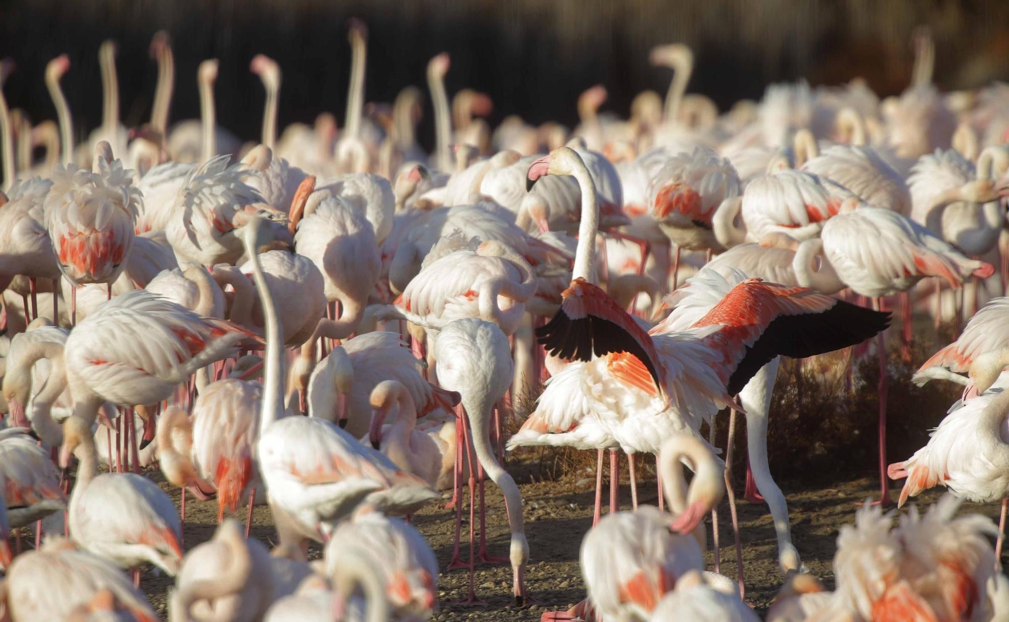 Los flamencos vuelven a L´Albufera para criar