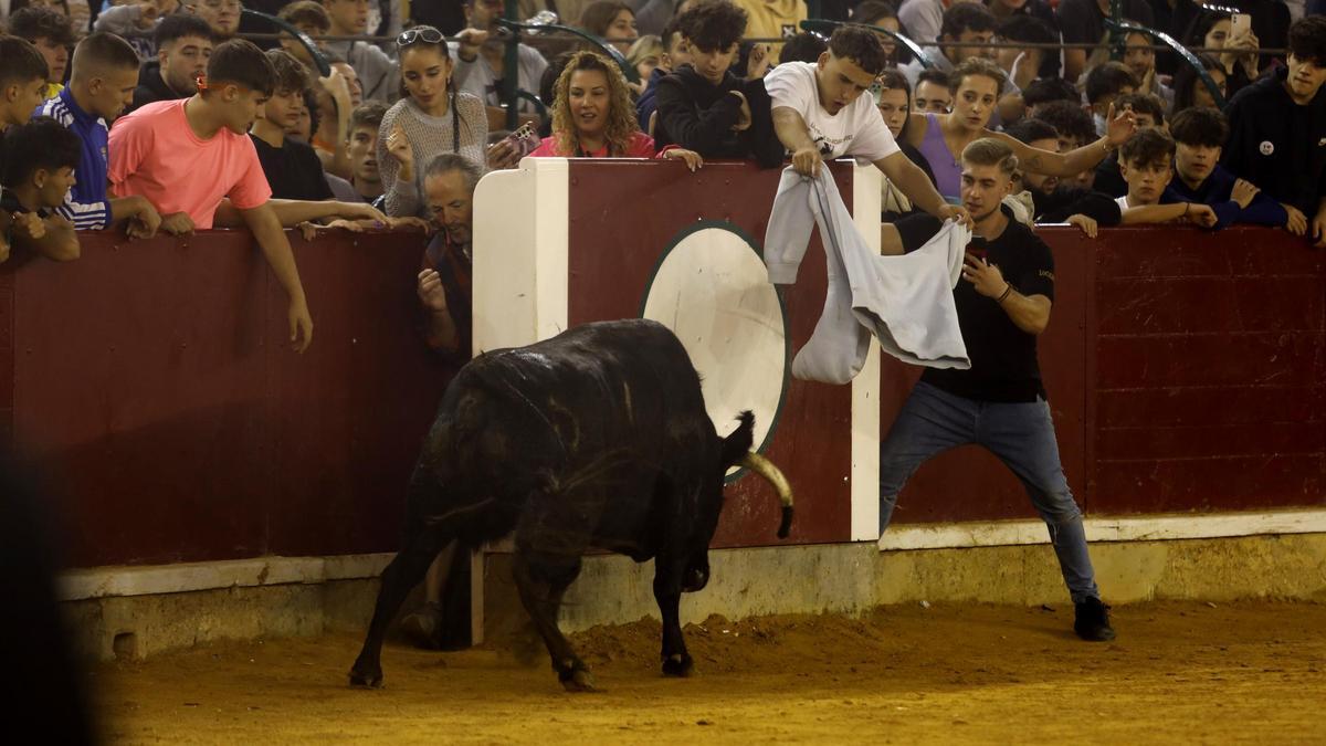 Las vaquillas volvieron a congregar cientos de jóvenes cada mañana