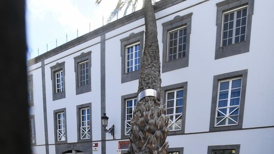 Una palmera se estrella contra un edificio en la Alameda de Colón