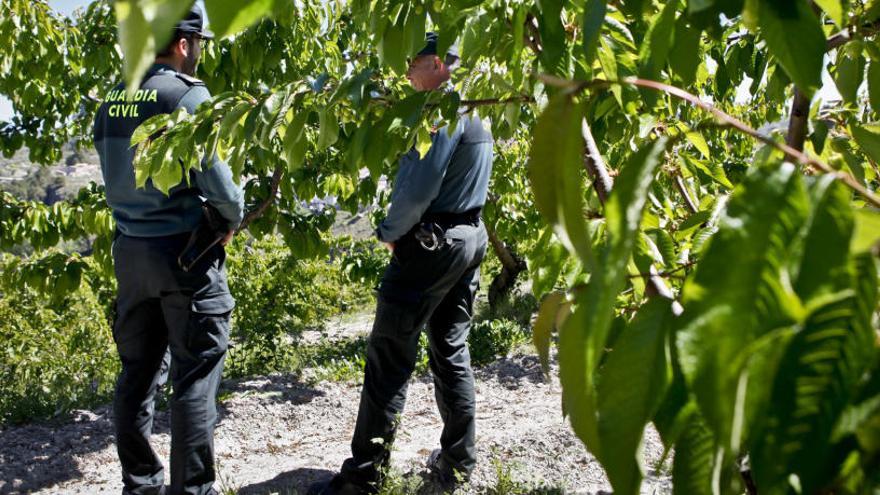 Agentes de la Guardia Civil controlando un campo de cerezos en el municipio de Planes